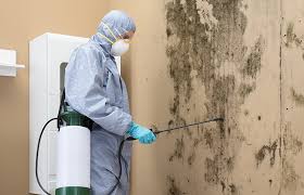 Best Emergency Mold Remediation  in Westminster, CO